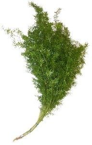 Asparagus sprengeri,grün,1 Bund,Länge bis zu 50cm