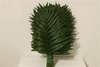 Palmblätter,Chicco,pro Bund,ca.40 cm lang