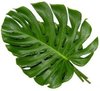 Monstrea-Blätter,5 Stück pro Bund,ca.60 cm lang