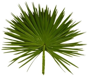 Palmblätter,Seronoa repens,pro Bund,5 Blätter,ca.60cm lang