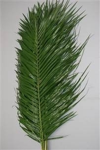 Phoenix robelinii,grün,10 Stiele,Länge bis 60cm