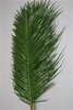 Phoenix robelinii,grün,10 Stiele,Länge bis 60cm