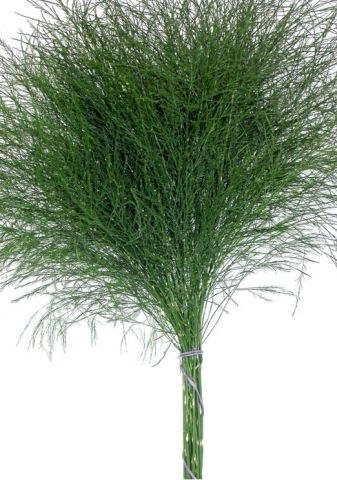 Tree-Farn,Asparagus virgatus,grün,1 Bund,Länge bis zu 70cm
