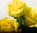 Ecuador-Rosen.großblumig,gelb,10 Stück,ca.40cm