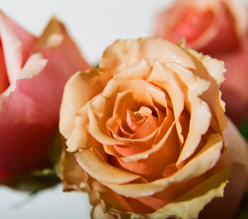Ecuador-Rosen.großblumig,lachs-rosa,10 Stück,ca.40cm