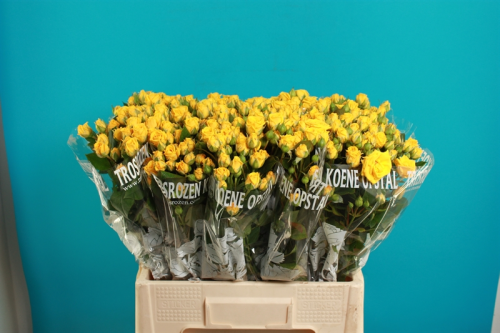 Rosen,Trosch,Mini-gelb,mehrblütig,10 Stück,ca.40cm