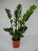 Zamioculcas zamiifolia, 60-70cm hoch,grün