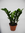 Zamioculcas zamiifolia, 40-50cm hoch,grün