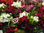 Dianthus barbartus,rot,weiss,rosa,lila,dunkelrot,zweifarbig,bunt,,Länge 40cm-50cm,10 Stück,