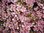 Wachsbumen,rosa,10 Stiele,rosa,60-70 cm lang,
