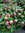 Pfingstrosen,Peonia,pink-rot,10 Stiele,50 cm,Bundware