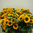 Sonnenblumen,Sonja,kleinblütig,Helianthus,10 Stiele,40-50 cm,Bundware