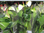 Anthurium andreanum,weiss,blühend,im Topf