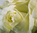 Ecuador-Rosen.großblumig,weiss,10 Stück,ca.40cm