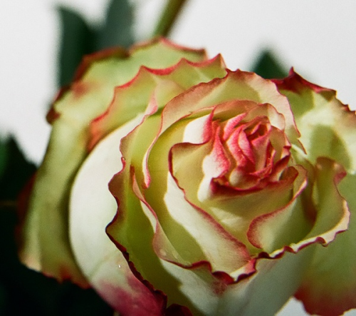 Ecuador-Rosen.großblumig,zweifarbig,10 Stück,ca.40cm