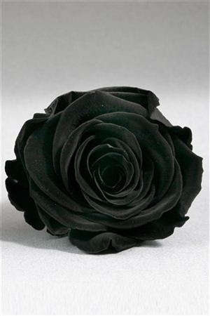 Rosen,großblumig,schwarz,gefärbt,10 Stück,ca.60cm