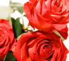 Ecuador-Rosen.großblumig,lachs-rot,10 Stück,ca.40cm