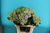 Hortensien im Schnitt,blau-grün,1 Stück,Länge ca.50cm,sehr schöne Blüten