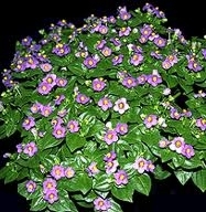 Exacum affine,blau,im Topf,mit vielen Blüten und Knospen