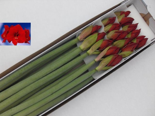Amaryllis,Hippeastrum,Ritterstern,rot,3 Stiele a 4 Blüten,70-80cm,beste Qualität