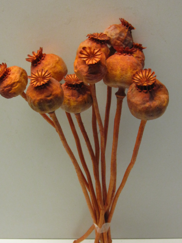 Mohn mit Stiel,orange,getrocknet,10 Stück im Bund,ca.35 cm lang,Bundware