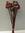 Mohn mit Stiel,rot,getrocknet,10 Stück im Bund,ca.35 cm lang,Bundware