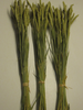 Weizen,getrocknet,im Bund,3 Bund,50-60cm cm,Bundware