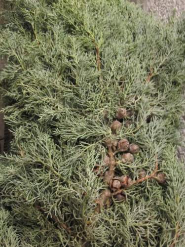 Adventgrün,Arizonica Bund ,500 gr