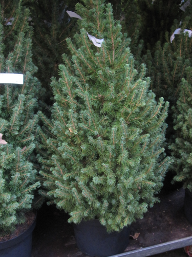 Zuckerhutfichte,Picea glauca,70-80 cm