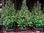 Weihnachtsbaum,klein,25-30cm,Konifere,