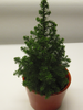 Weihnachtsbaum,klein,25-30cm,Konifere,im Keramik-Übertopf