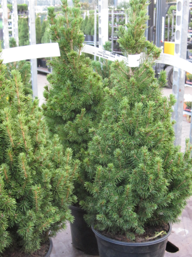 Zuckerhut Fichte 50-60cm Picea glauca 