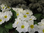 Primel im Topf,weiss,mit vielen Blüten und Knospen,1 Pflanze