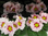 Primel im Topf,rosa,mit vielen Blüten und Knospen,1 Pflanze