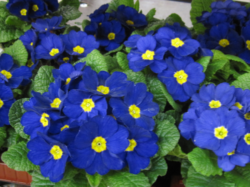 Primel im Topf,blau,mit vielen Blüten und Knospen,1 Pflanze