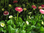 Bellis rosa,mit vielen Blüten und Knospen,1 Pflanze
