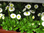 Bellis,weiss,mit vielen Blüten und Knospen,1 Pflanze