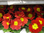 Primel im Topf,rot,mit vielen Blüten und Knospen,1 Pflanze