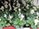 Hornveilchen,weiss,mit vielen Blüten und Knospen,1 Pflanze