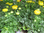 Ranunkeln im Topf,gelb,1 Pflanze,auch in den Farben weiss und orange erhältlich