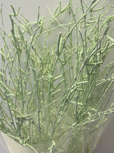 Birkenzweige-Zweige gefärbt,mint-grün,Bundware,ca.60cm lang