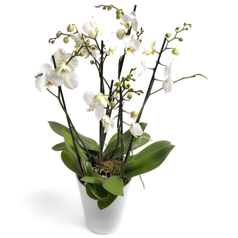 Orchidee,Phlaenopsis weiss,gross mit Übertopf