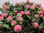 Pfingstrosen,Peonien,pink-rot,10 Stiele,50-60 cm,Bundware