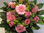 Blumenstrauß, "Pink",dieser Strauss ist auch in reinen Farben erhältlich