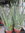 Aloe vera,ca.60cm hoch