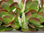 Kalanchoe Thyrsiflora,schöne Pflanzen,benötigen minimale Pflege