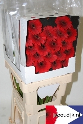 Gerbera,mini,rot,10 Stück,40-50cm lang