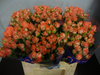 Rosen,Trosch,Mini-lachs-orange,mehrblütig,10 Stück,ca.40cm