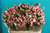 Rosen,Trosch,Mini-mehrfarbig,mehrblütig,10 Stück,ca.40cm