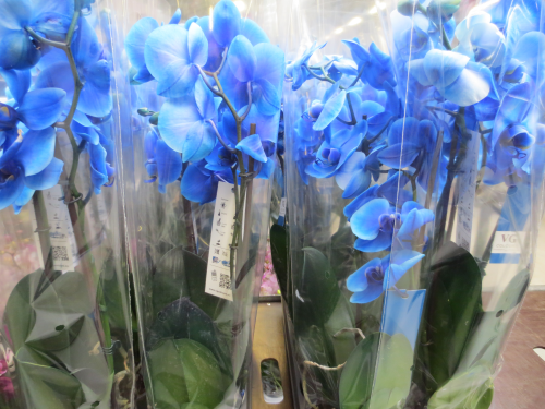 Orchidee,Phalenopsis,blau gefärbt,mehrere Triebe